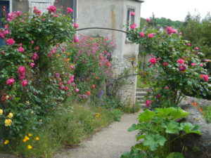 Les roquets en fleurs