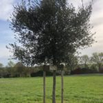 arbre de l'amitié